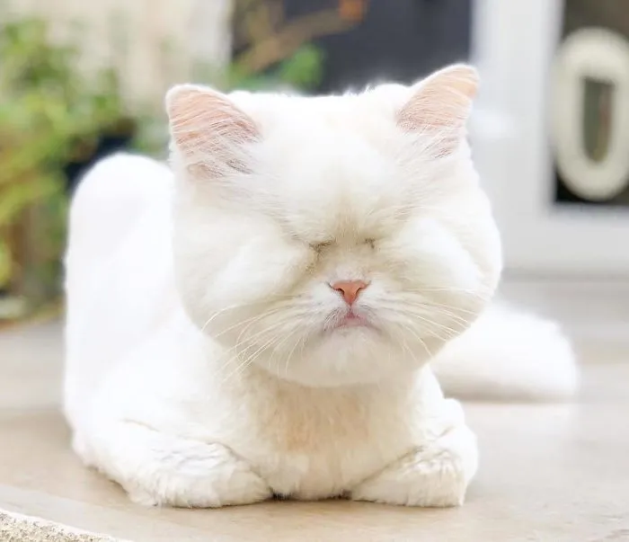 Blind Persian Cat Gets A Second Chance In Life After Being Rescued From A Dirty Pet Shop Where She Lost Her Sight