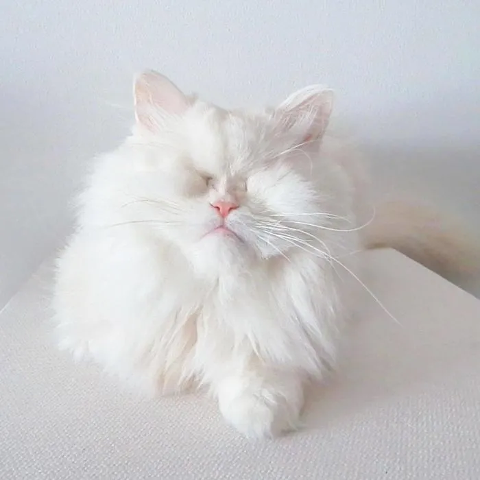 Blind Persian Cat Gets A Second Chance In Life After Being Rescued From A Dirty Pet Shop Where She Lost Her Sight