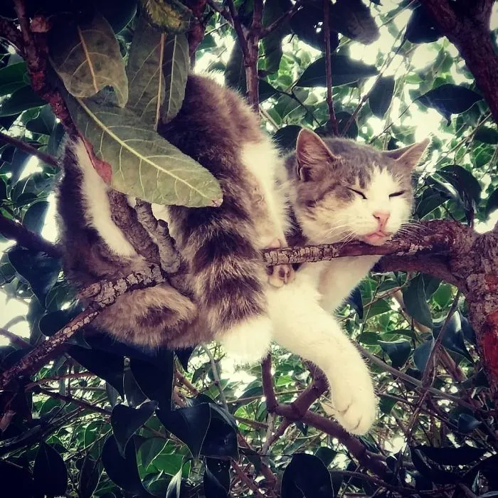 30 Cats Showing Off Their Skills At The Difficult Art Of Sleeping In Trees