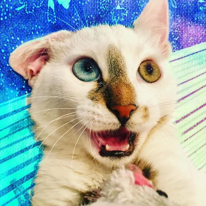 Meet Bowie, The Cat Who's Going Viral For 2 Reasons - His Right Eye And His Left Eye (30 Pics)