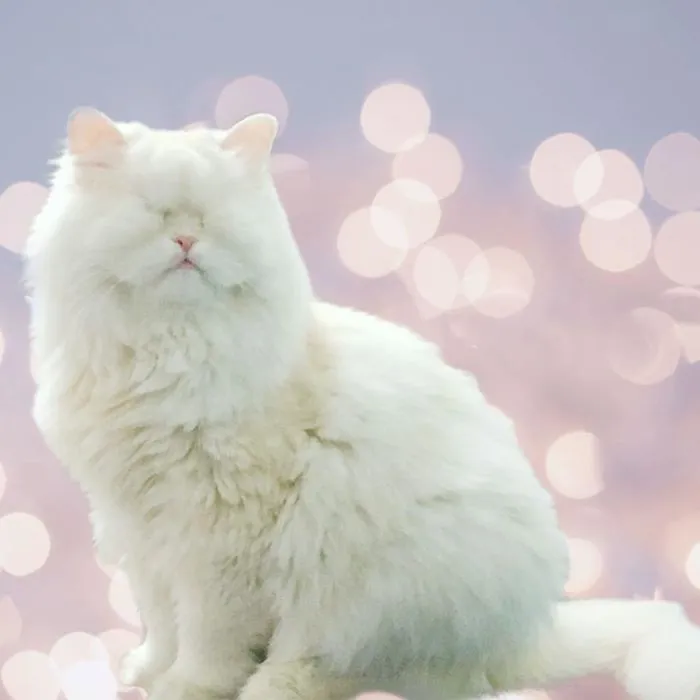 Blind Persian Cat Gets A Second Chance In Life After Being Rescued From A Dirty Pet Shop Where She Lost Her Sight