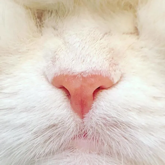 Blind Persian Cat Gets A Second Chance In Life After Being Rescued From A Dirty Pet Shop Where She Lost Her Sight