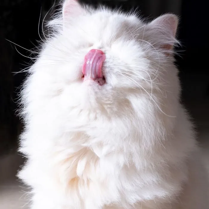 Blind Persian Cat Gets A Second Chance In Life After Being Rescued From A Dirty Pet Shop Where She Lost Her Sight