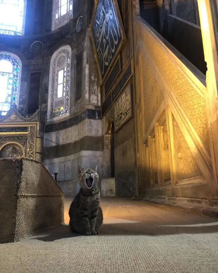 There's A Cat Permanently Living In The Hagia Sophia In Istanbul (30 Pics)