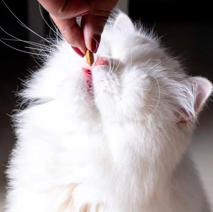 Blind Persian Cat Gets A Second Chance In Life After Being Rescued From A Dirty Pet Shop Where She Lost Her Sight