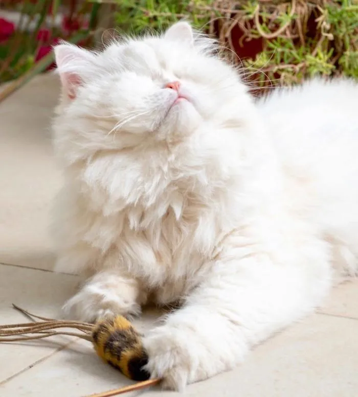 Blind Persian Cat Gets A Second Chance In Life After Being Rescued From A Dirty Pet Shop Where She Lost Her Sight
