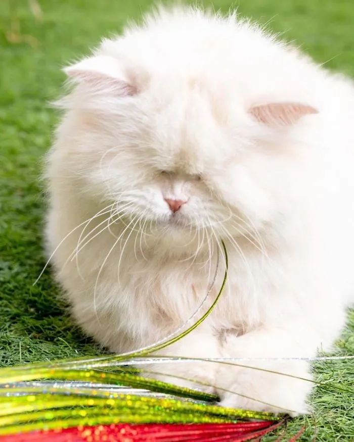 Blind Persian Cat Gets A Second Chance In Life After Being Rescued From A Dirty Pet Shop Where She Lost Her Sight