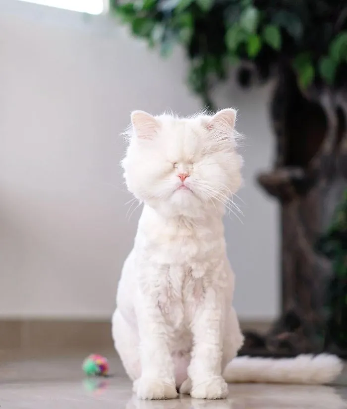 Blind Persian Cat Gets A Second Chance In Life After Being Rescued From A Dirty Pet Shop Where She Lost Her Sight
