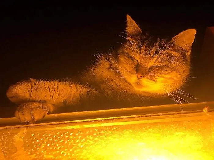 There's A Cat Permanently Living In The Hagia Sophia In Istanbul (30 Pics)
