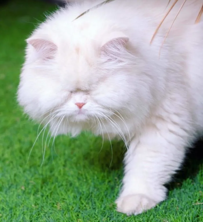 Blind Persian Cat Gets A Second Chance In Life After Being Rescued From A Dirty Pet Shop Where She Lost Her Sight