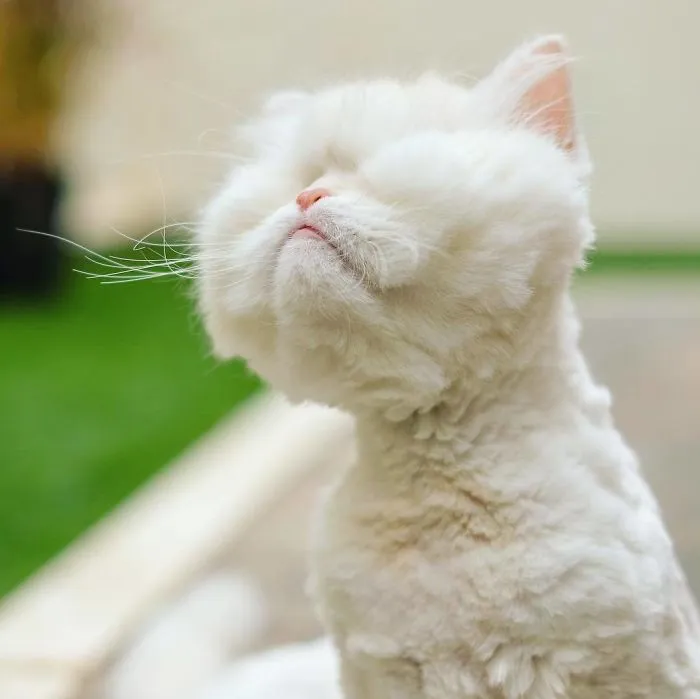 Blind Persian Cat Gets A Second Chance In Life After Being Rescued From A Dirty Pet Shop Where She Lost Her Sight