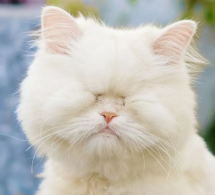 Blind Persian Cat Gets A Second Chance In Life After Being Rescued From A Dirty Pet Shop Where She Lost Her Sight