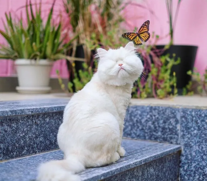 Blind Persian Cat Gets A Second Chance In Life After Being Rescued From A Dirty Pet Shop Where She Lost Her Sight