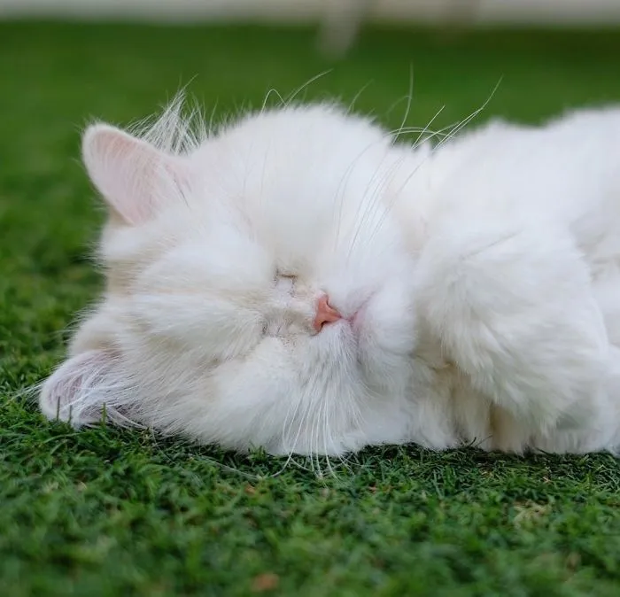 Blind Persian Cat Gets A Second Chance In Life After Being Rescued From A Dirty Pet Shop Where She Lost Her Sight