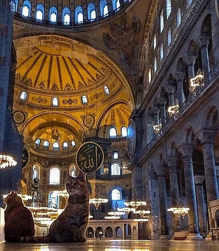 There's A Cat Permanently Living In The Hagia Sophia In Istanbul (30 Pics)
