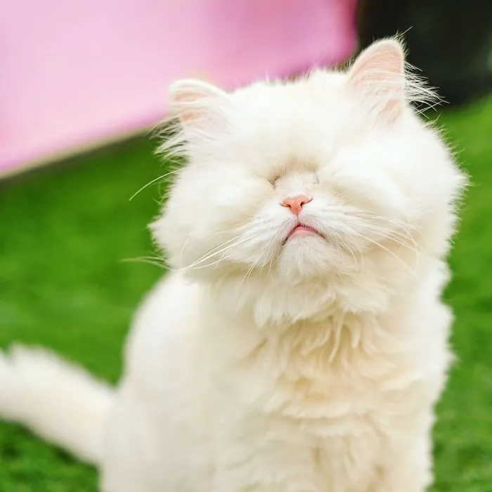 Blind Persian Cat Gets A Second Chance In Life After Being Rescued From A Dirty Pet Shop Where She Lost Her Sight