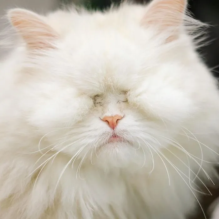 Blind Persian Cat Gets A Second Chance In Life After Being Rescued From A Dirty Pet Shop Where She Lost Her Sight