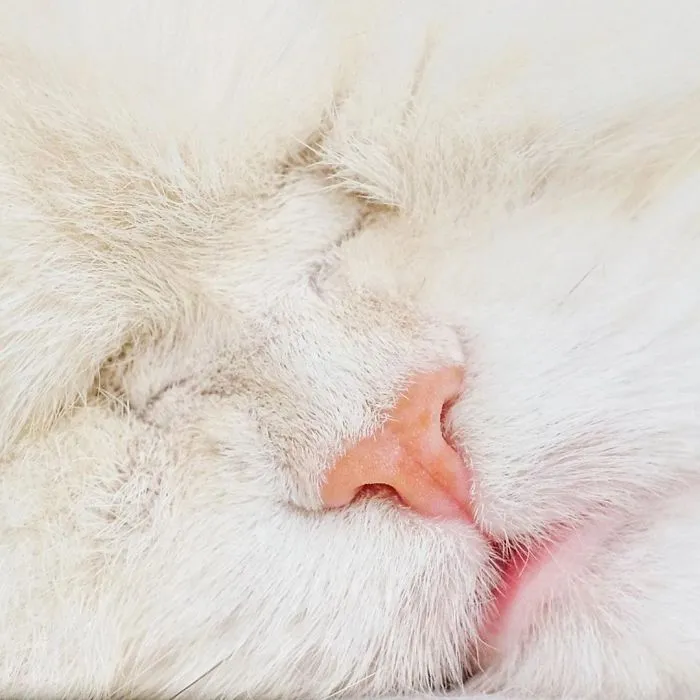 Blind Persian Cat Gets A Second Chance In Life After Being Rescued From A Dirty Pet Shop Where She Lost Her Sight