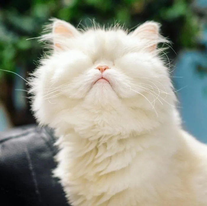 Blind Persian Cat Gets A Second Chance In Life After Being Rescued From A Dirty Pet Shop Where She Lost Her Sight