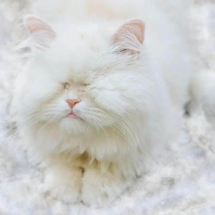Blind Persian Cat Gets A Second Chance In Life After Being Rescued From A Dirty Pet Shop Where She Lost Her Sight