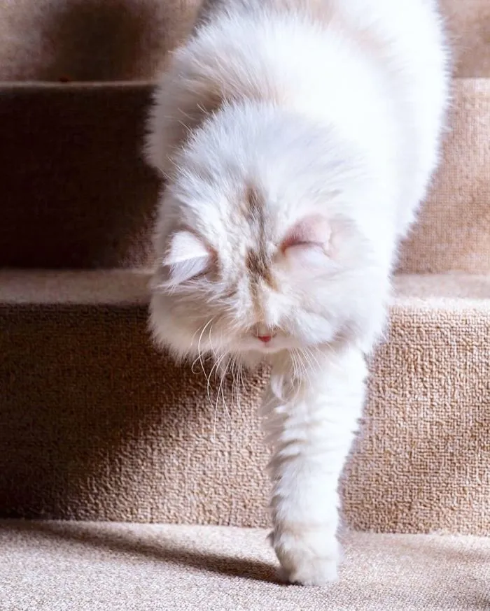 Blind Persian Cat Gets A Second Chance In Life After Being Rescued From A Dirty Pet Shop Where She Lost Her Sight