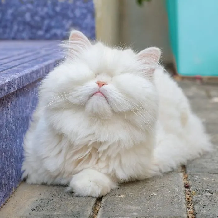 Blind Persian Cat Gets A Second Chance In Life After Being Rescued From A Dirty Pet Shop Where She Lost Her Sight