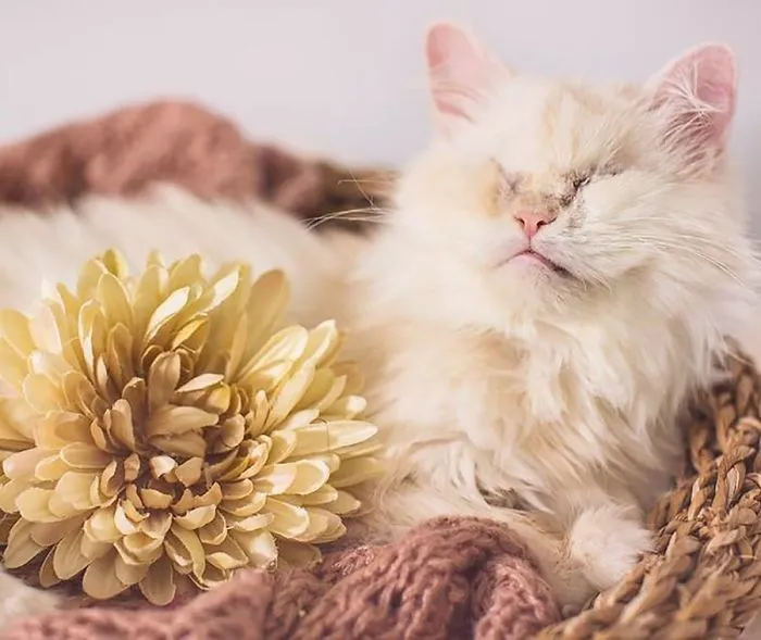 Blind Persian Cat Gets A Second Chance In Life After Being Rescued From A Dirty Pet Shop Where She Lost Her Sight