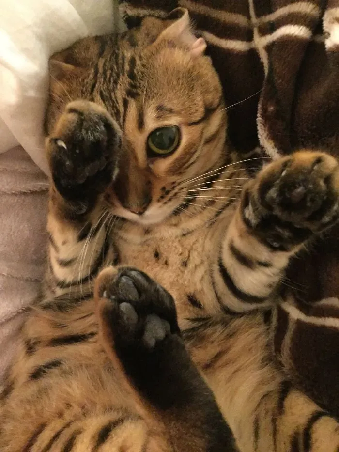 Meet Willow