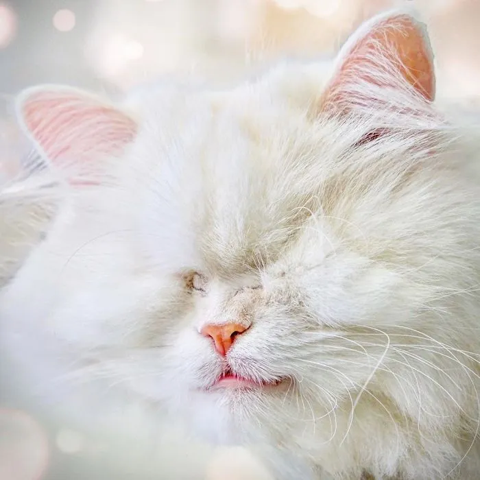 Blind Persian Cat Gets A Second Chance In Life After Being Rescued From A Dirty Pet Shop Where She Lost Her Sight