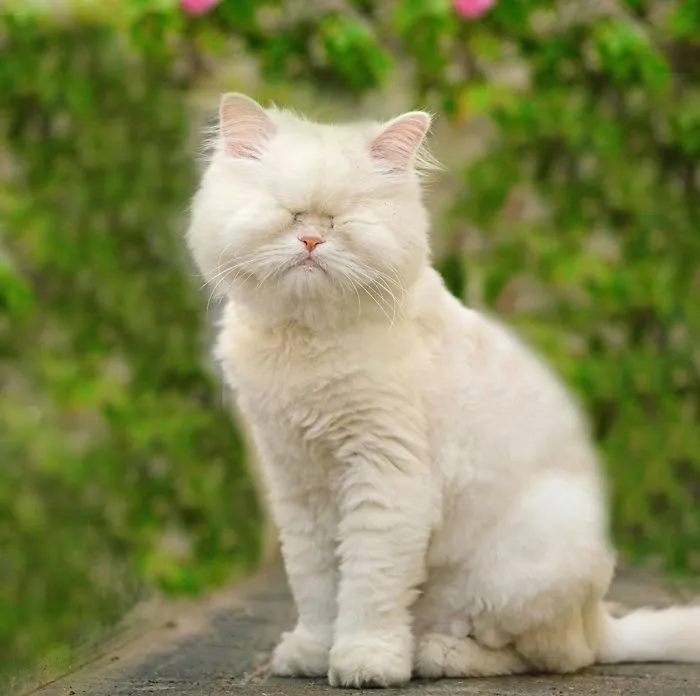 Blind Persian Cat Gets A Second Chance In Life After Being Rescued From A Dirty Pet Shop Where She Lost Her Sight