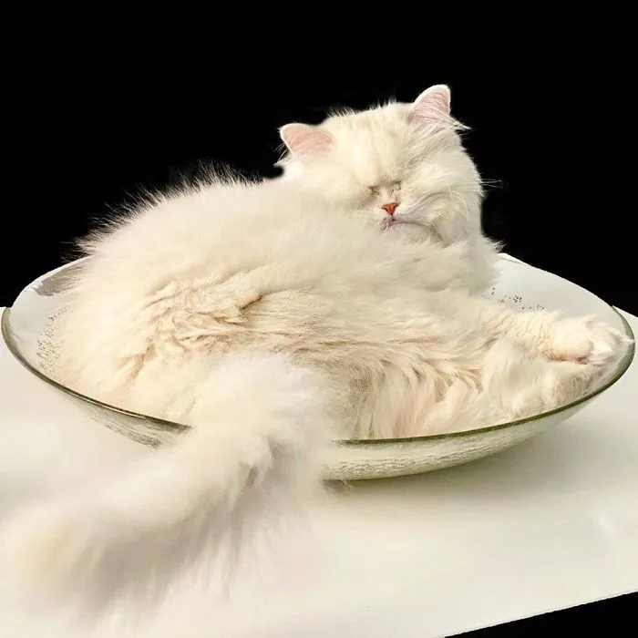 Blind Persian Cat Gets A Second Chance In Life After Being Rescued From A Dirty Pet Shop Where She Lost Her Sight