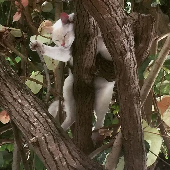 30 Cats Showing Off Their Skills At The Difficult Art Of Sleeping In Trees