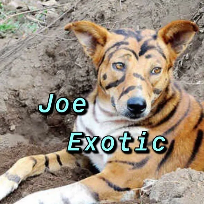 You Can Now Find Out What Dog You Are Based On Your Name (40 Pics)