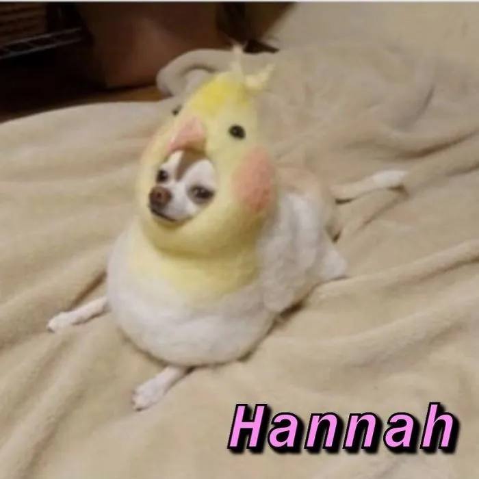 You Can Now Find Out What Dog You Are Based On Your Name (40 Pics)