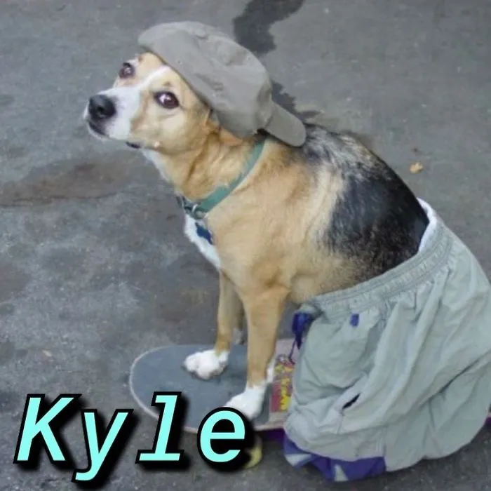You Can Now Find Out What Dog You Are Based On Your Name (40 Pics)