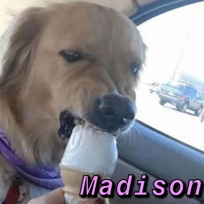 You Can Now Find Out What Dog You Are Based On Your Name (40 Pics)