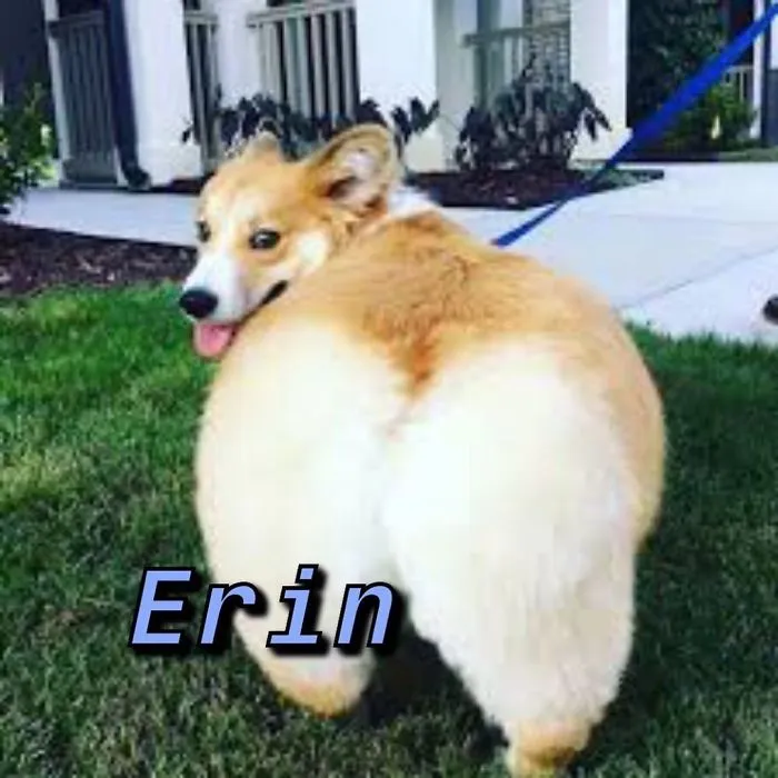 You Can Now Find Out What Dog You Are Based On Your Name (40 Pics)
