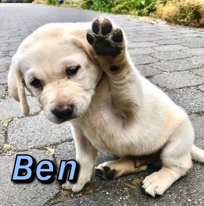 You Can Now Find Out What Dog You Are Based On Your Name (40 Pics)