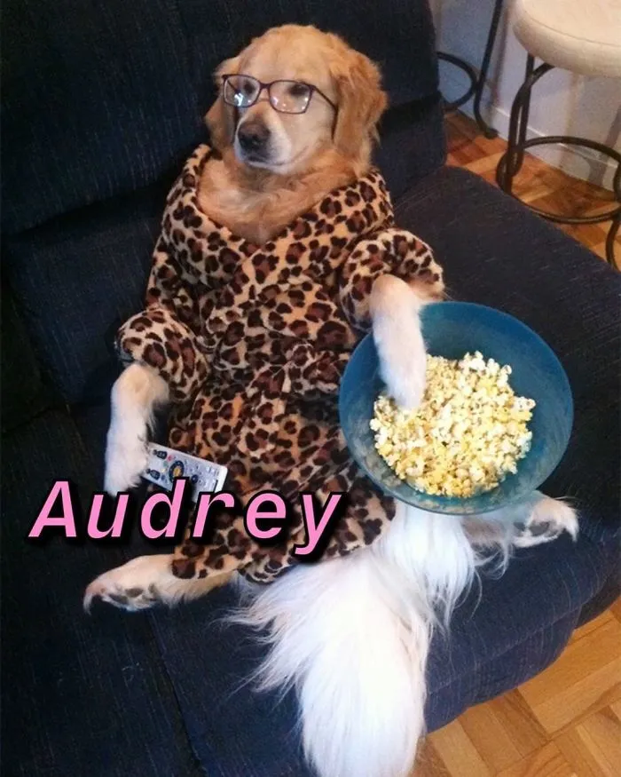 You Can Now Find Out What Dog You Are Based On Your Name (40 Pics)