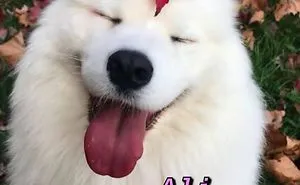 You Can Now Find Out What Dog You Are Based On Your Name (40 Pics)