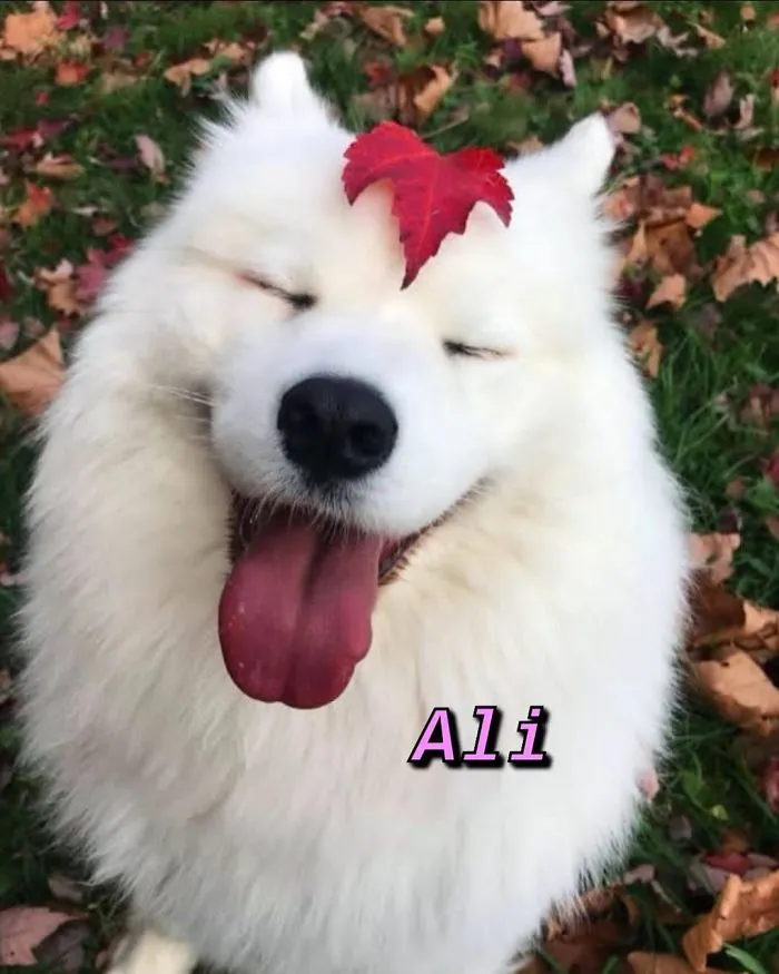 Instagram-Meme-Dog-Photos-Based-On-Names-Whatdogyouare
