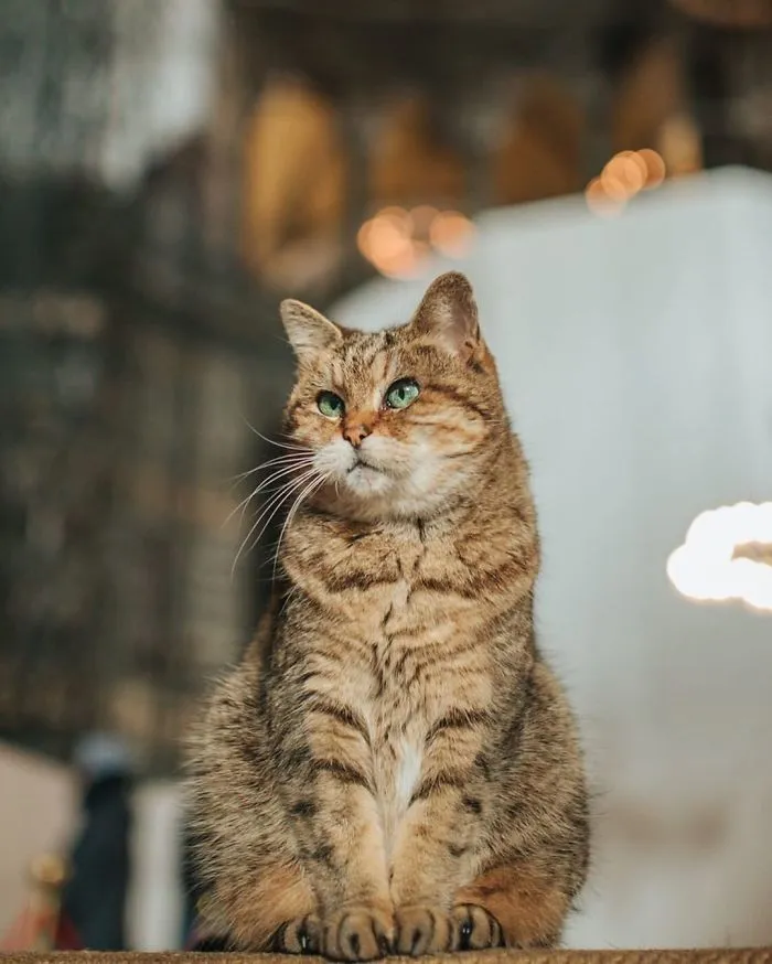 There's A Cat Permanently Living In The Hagia Sophia In Istanbul (30 Pics)