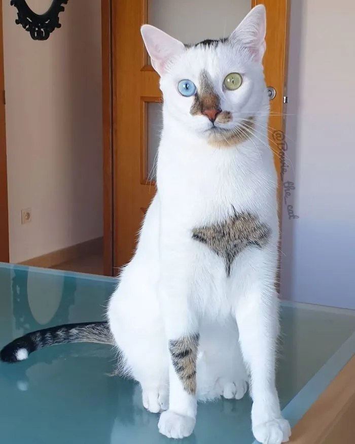 Meet Bowie, The Cat Who's Going Viral For 2 Reasons - His Right Eye And His Left Eye (30 Pics)