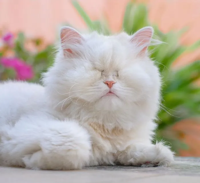 Blind Persian Cat Gets A Second Chance In Life After Being Rescued From A Dirty Pet Shop Where She Lost Her Sight