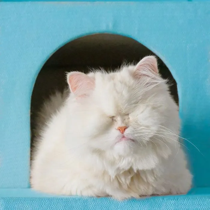 Blind Persian Cat Gets A Second Chance In Life After Being Rescued From A Dirty Pet Shop Where She Lost Her Sight