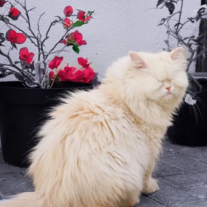 Blind Persian Cat Gets A Second Chance In Life After Being Rescued From A Dirty Pet Shop Where She Lost Her Sight