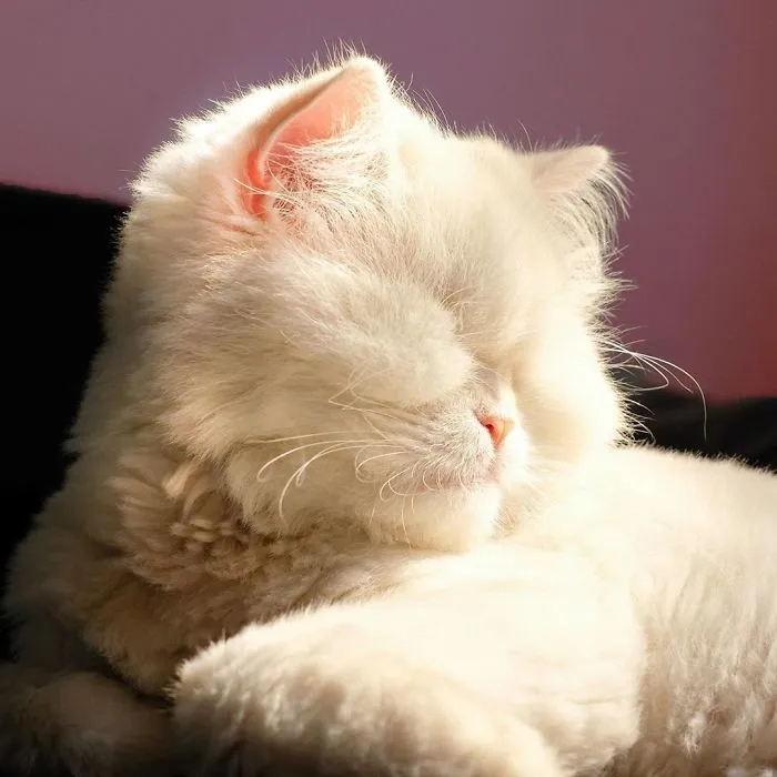 Blind Persian Cat Gets A Second Chance In Life After Being Rescued From A Dirty Pet Shop Where She Lost Her Sight