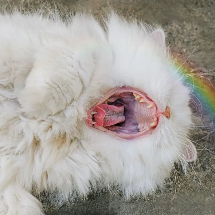 Blind Persian Cat Gets A Second Chance In Life After Being Rescued From A Dirty Pet Shop Where She Lost Her Sight