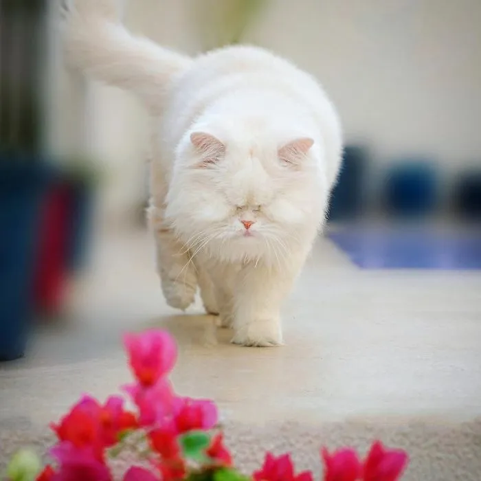 Blind Persian Cat Gets A Second Chance In Life After Being Rescued From A Dirty Pet Shop Where She Lost Her Sight