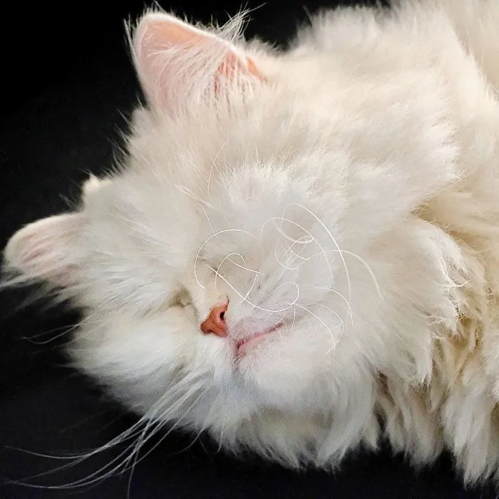 Blind Persian Cat Gets A Second Chance In Life After Being Rescued From A Dirty Pet Shop Where She Lost Her Sight